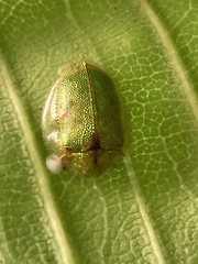 Eurypepla brevilineata