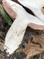 Tylopilus alboater