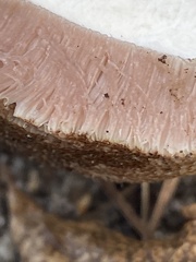 Tylopilus alboater