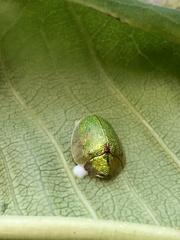Eurypepla brevilineata