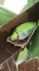 Eurypepla brevilineata