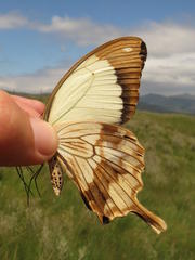 Papilio dardanus cenea