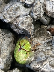 Eurypepla brevilineata