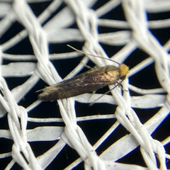 Craniosara pyrotricha