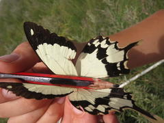 Papilio dardanus cenea
