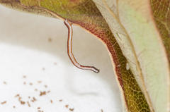 Drepanogynis agrypna