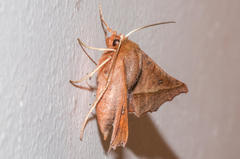 Drepanogynis agrypna