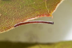 Drepanogynis agrypna