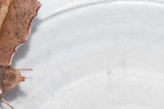 Drepanogynis agrypna