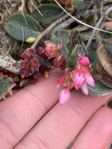 Gaultheria glomerata, photograph 6