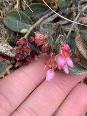 Gaultheria glomerata, photograph (c) Line Juul Nielsen, some rights reserved (CC BY)