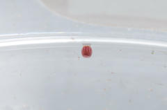 Drepanogynis agrypna