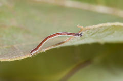 Drepanogynis agrypna