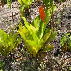 Anthurium jenmanii