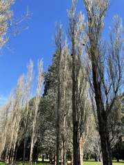 Hemiphaga novaeseelandiae