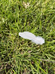 Hemiphaga novaeseelandiae