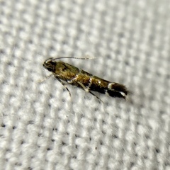 Stagmatophora argyrostrepta