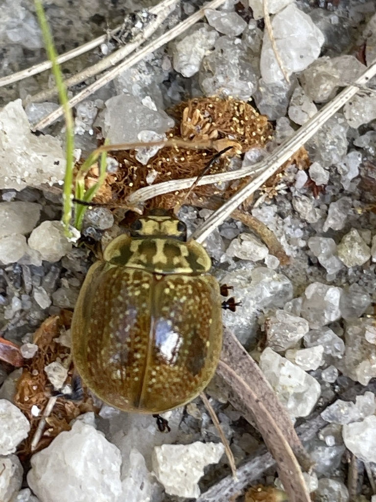 Eucalyptus Variegated Beetle From Casuarina Drive Frankston South Vic