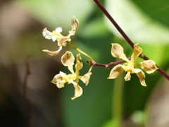 Encyclia granitica