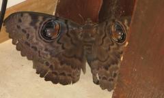 Erebus walkeri
