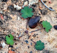 Pelargonium nephrophyllum