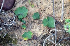Pelargonium nephrophyllum
