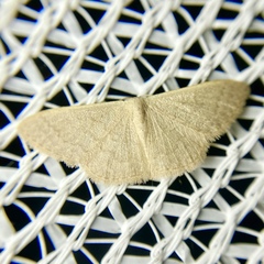 Idaea uniformis