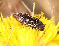 Acmaeodera