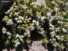 Nassauvia pyramidalis