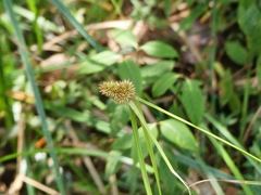 Rhynchospora cephalotes