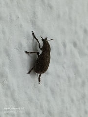 Euparius