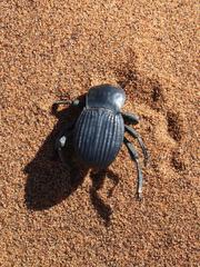 Gonopus