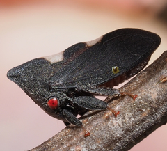 Enchenopa quadricolor