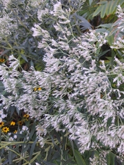 Eupatorium altissimum
