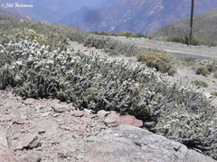 Nassauvia pyramidalis