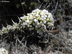 Nassauvia pyramidalis