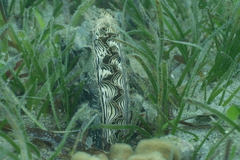 Atrina vexillum