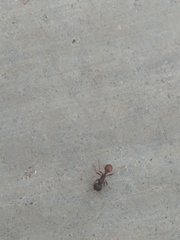 Pogonomyrmex rugosus