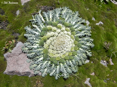 Gamocarpha caespitosa