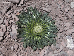 Gamocarpha caespitosa