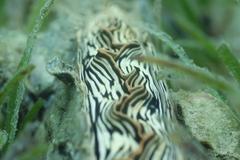 Atrina vexillum