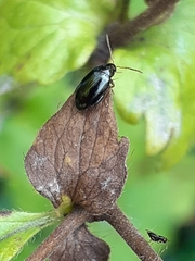 Coleoptera