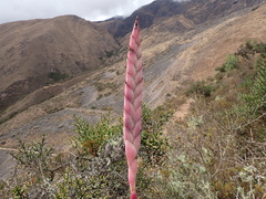 Tillandsia walteri, photograph Skjold Søndergaard, CC BY, iNaturalist via GBIF
