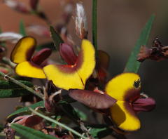 Bossiaea ornata