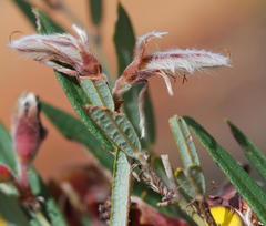 Bossiaea ornata