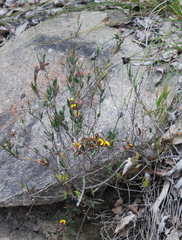 Bossiaea ornata