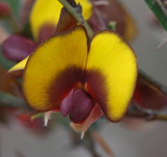 Bossiaea ornata
