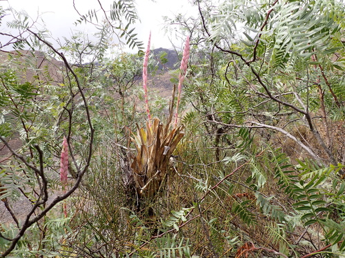 Tillandsia walteri, photograph 3