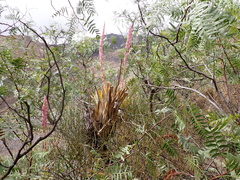 Tillandsia walteri, photograph Skjold Søndergaard, CC BY, iNaturalist via GBIF