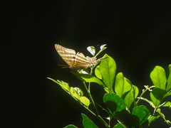 Marpesia chiron